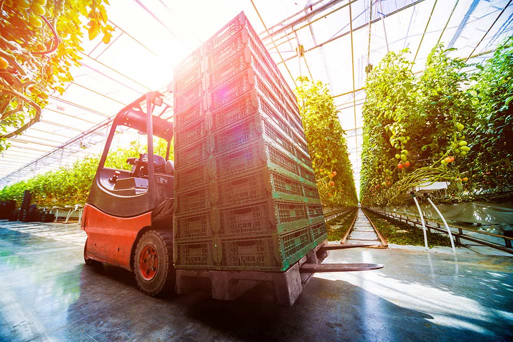 Electric forklift transporting a pallet in a greenhouse.
